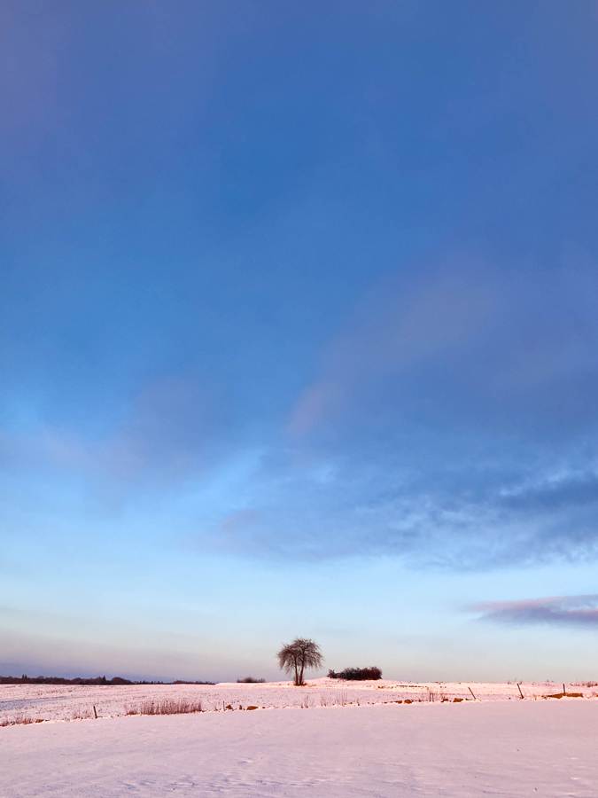 arbre et neige