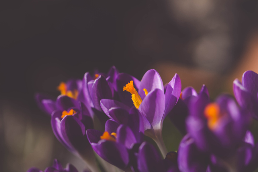 crocus