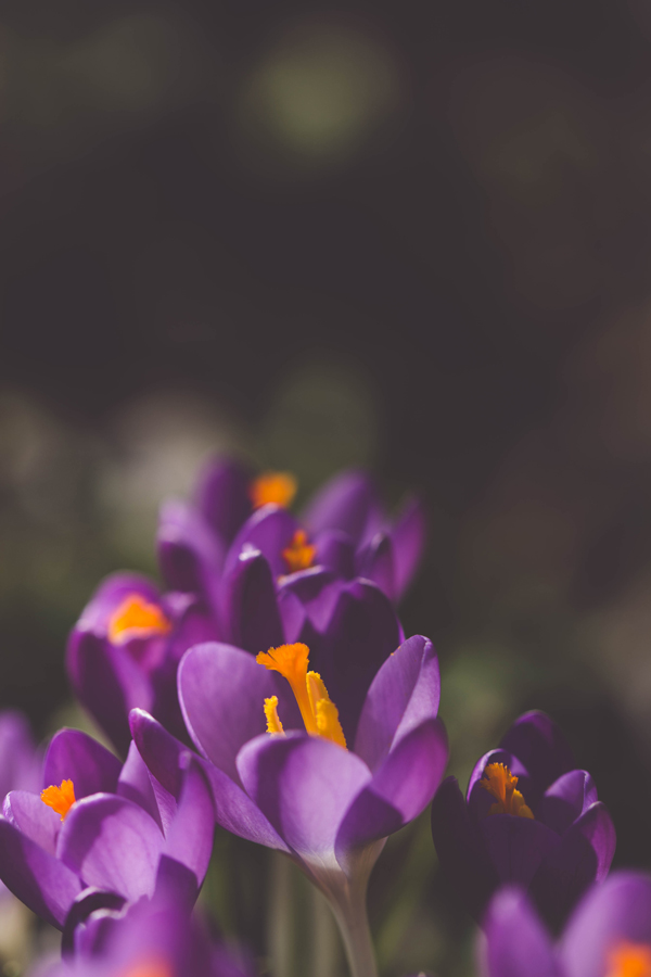 crocus violets