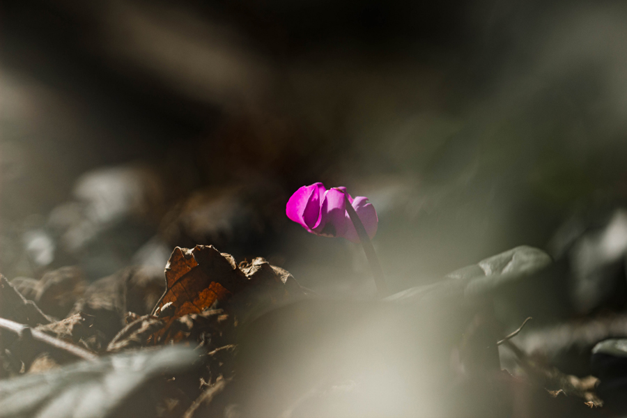 cyclamen