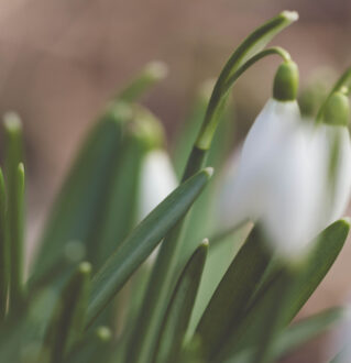 Premières fleurs du printemps