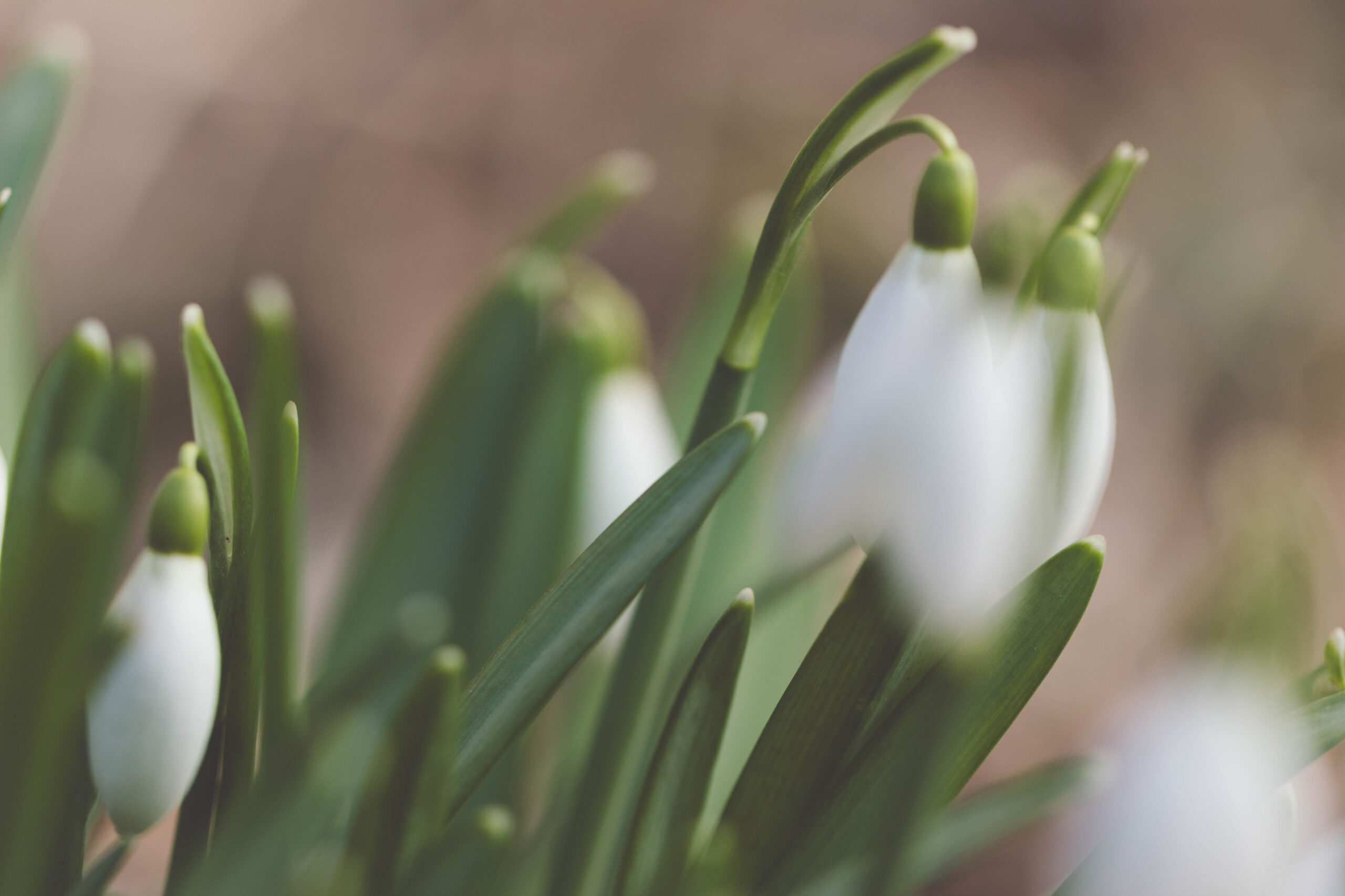 Premières fleurs du printemps