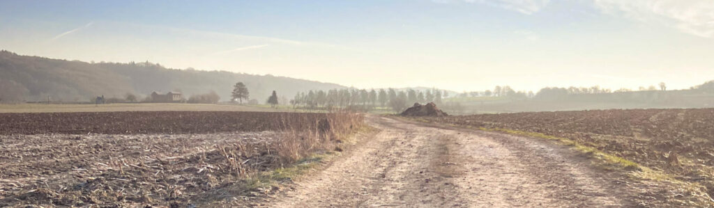 border collie chemin hiver